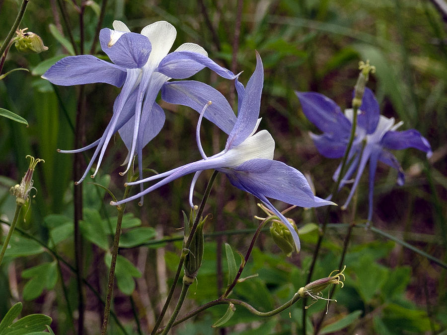  Lavender Columbines #2 Photograph by Mark Ivins