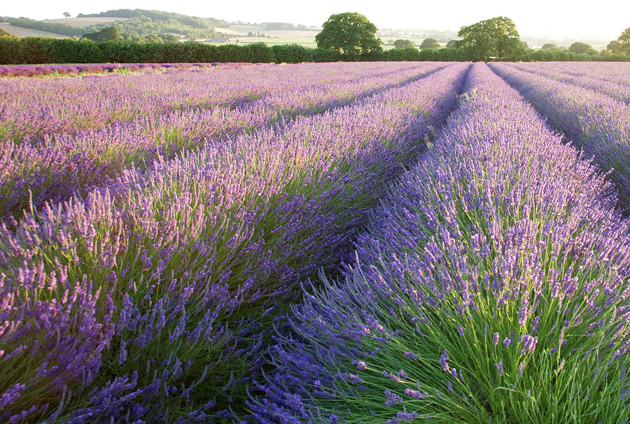 Lavender fields #2 Photograph by Ian Middleton
