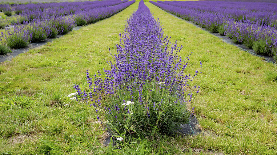 Lavender fields 1 Photograph by Shirley Mitchell