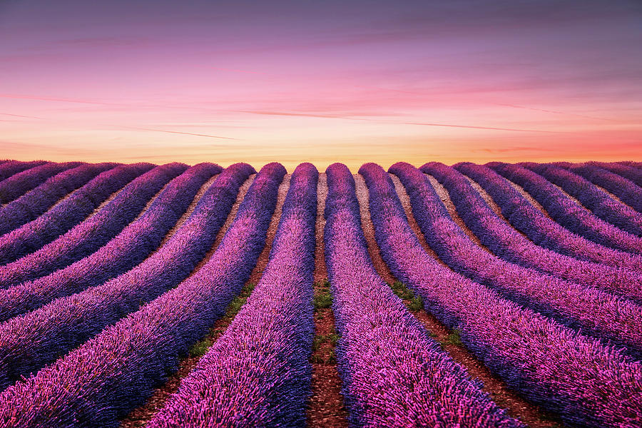 Lavender flower blooming fields endless rows at sunset. Valensol #2 Photograph by Stefano Orazzini