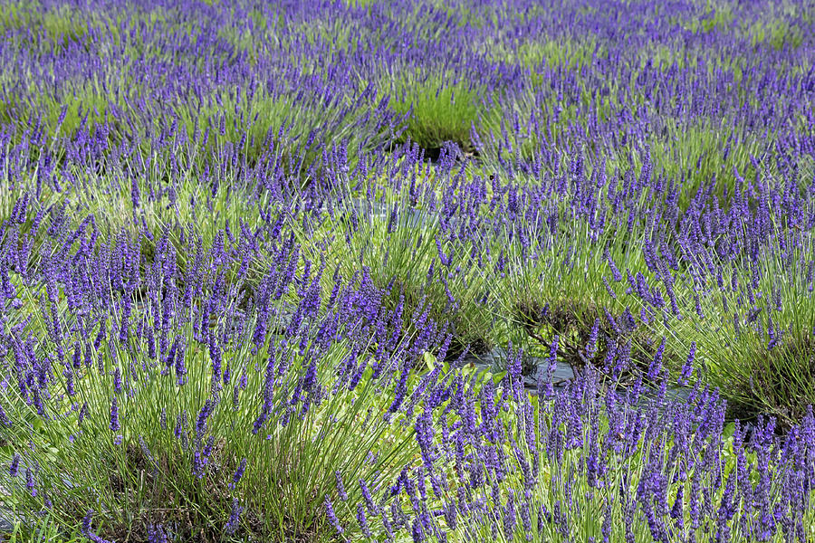 Lavender  #3 Photograph by Shirley Mitchell