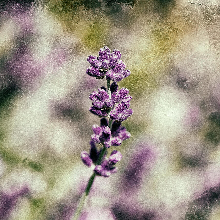 Lavender Texture Photograph by Tanya C Smith