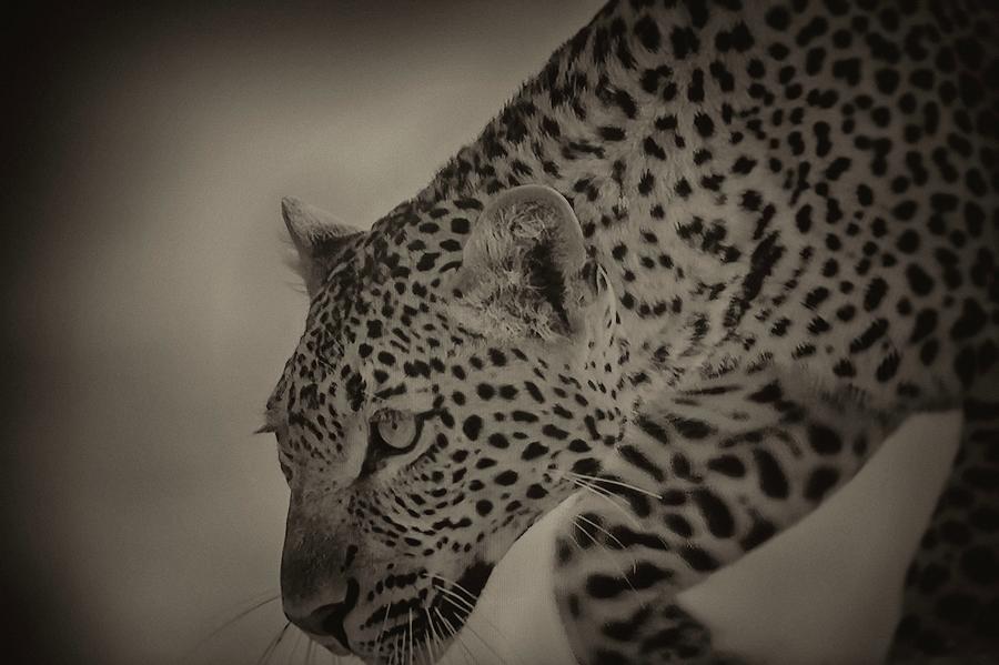 Le Leopard #2 Photograph by Jean Francois Gil