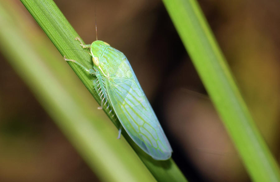 Leafhopper #2 Photograph by Larah McElroy