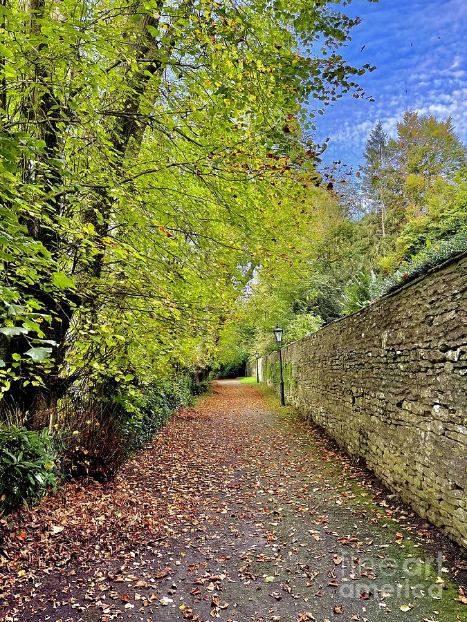 Leafy Lane #2 Photograph by SnapHound Photography