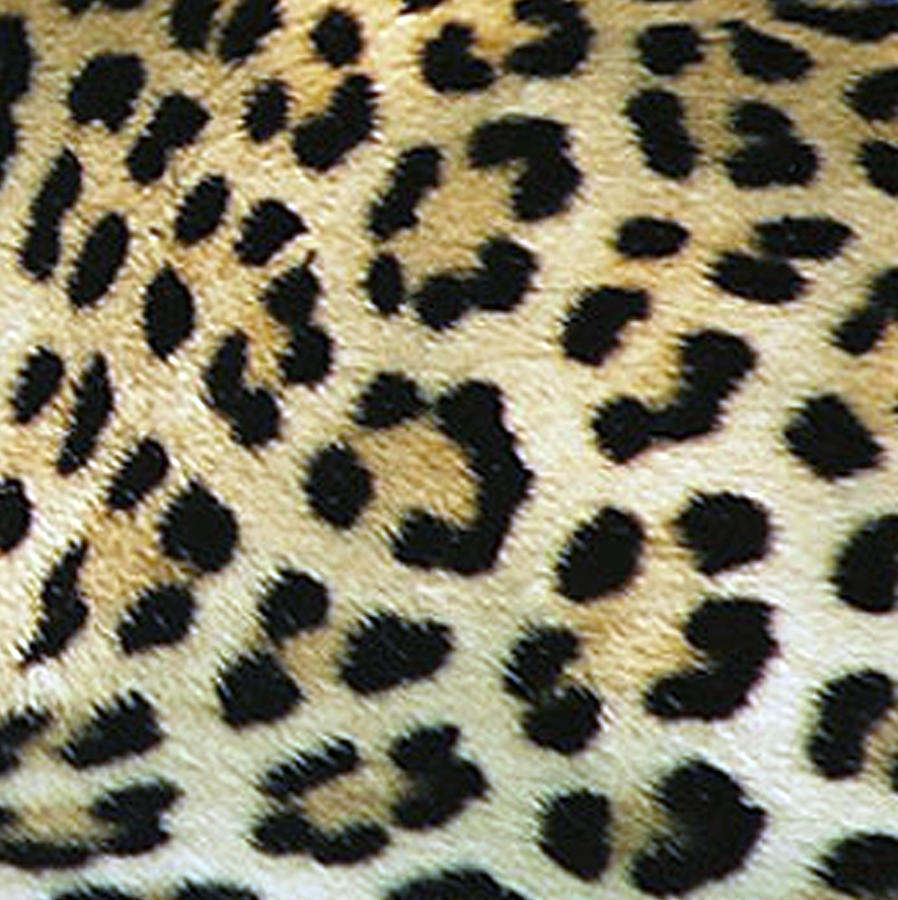 Leopard Spots Photograph by Karen Zuk Rosenblatt