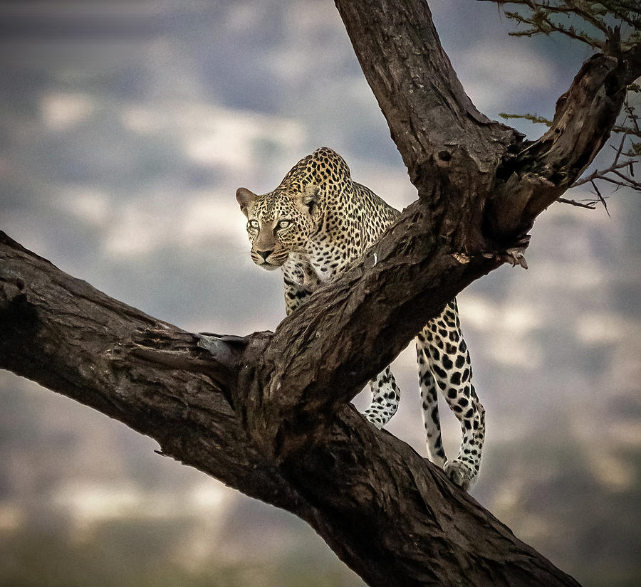 Leopard #3 Photograph by Roni Chastain