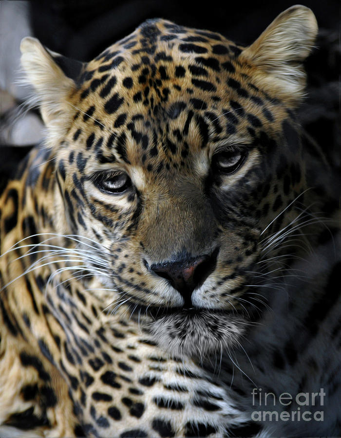 Leopard #2 Photograph by Savannah Gibbs