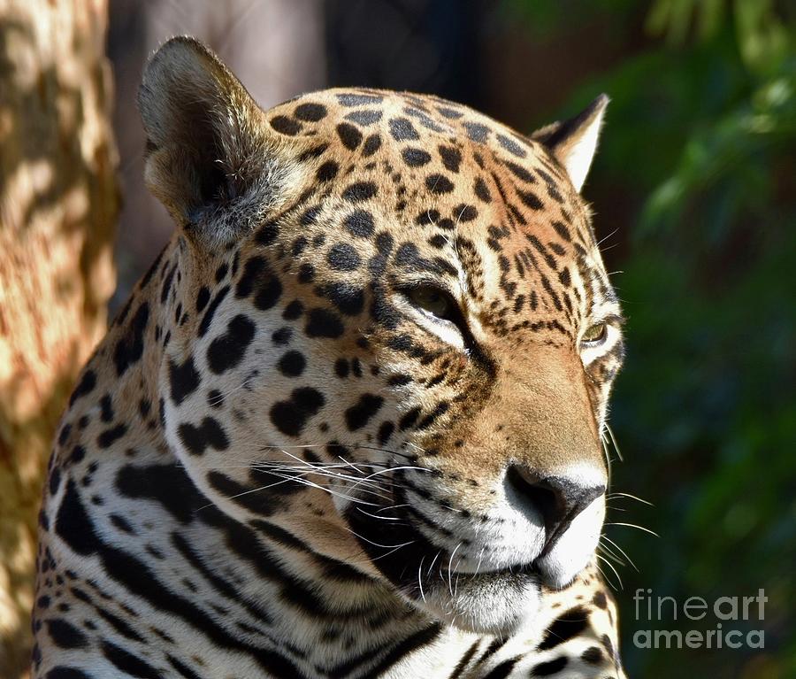Leopard #2 Digital Art by Tammy Keyes