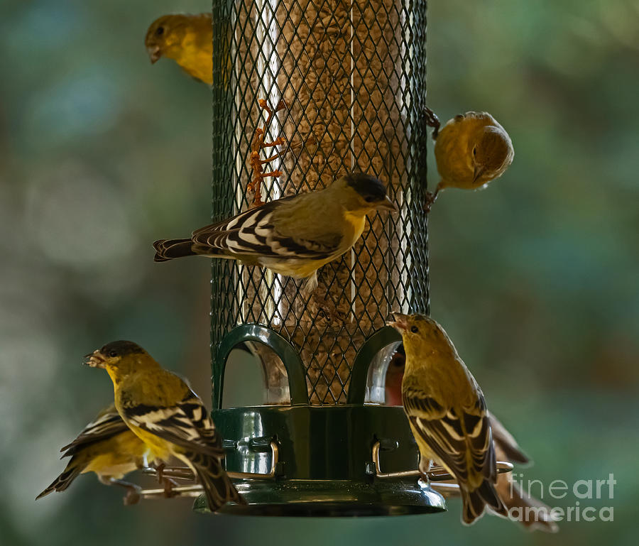 Lesser Goldfinch #2 Photograph by Amazing Action Photo Video