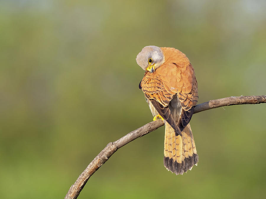 Lesser kestrel - Falco naumanni #2 Photograph by Jivko Nakev
