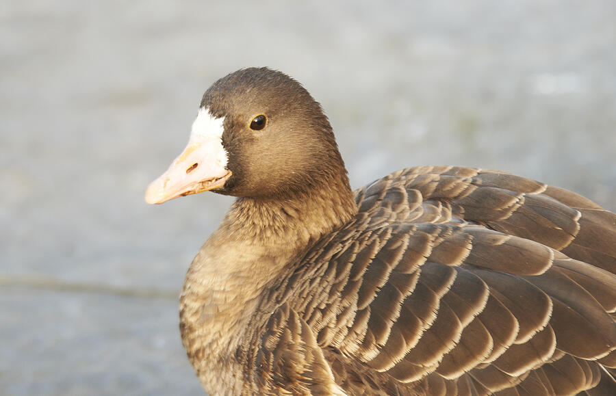 Lesser White-fronted Goose #2 Photograph by Huanglin