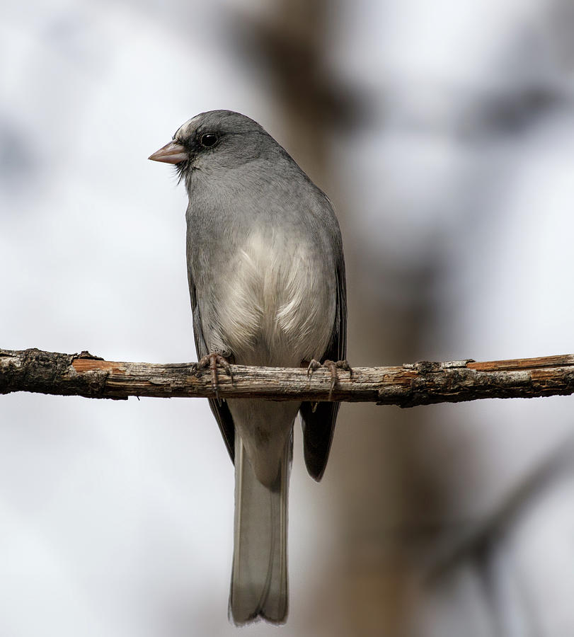 Leucistic dark eyed junco Photograph by Selena Ross - Fine Art America