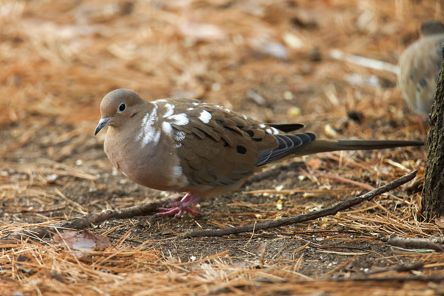 Leucistic Mourning Dove  #2 Photograph by Brook Burling