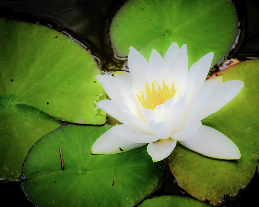 Nature Photograph - Lilly Pad and Dragon Fly #2 by Shiela Kowing