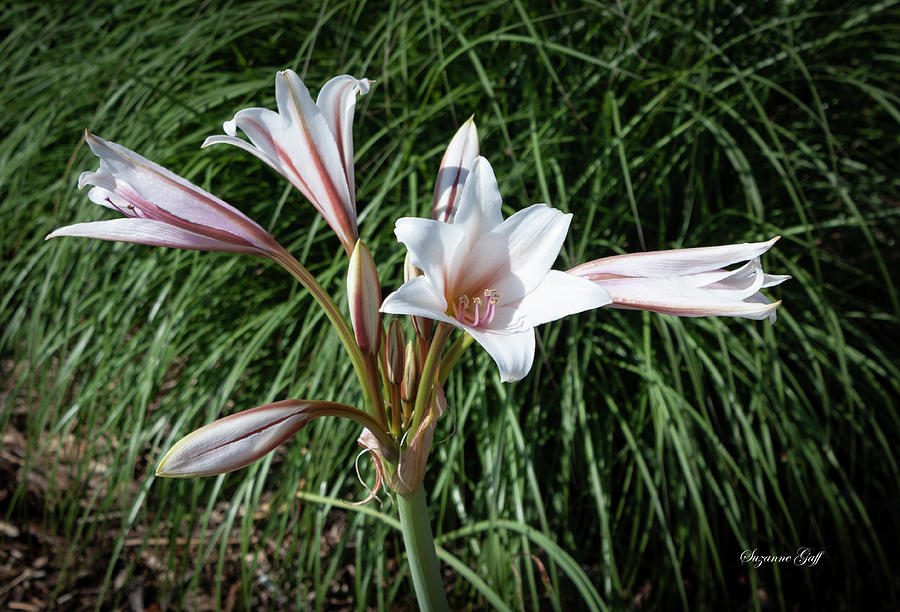 Lily Love In Watercolor Photograph By Suzanne Gaff 
