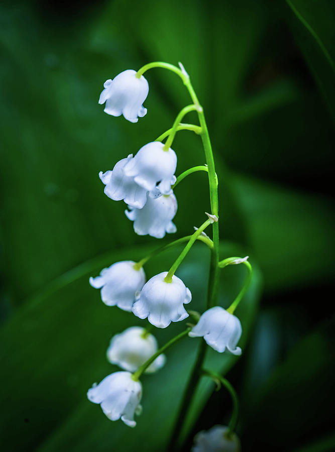 Lily of the Valley #2 Photograph by Lilia S