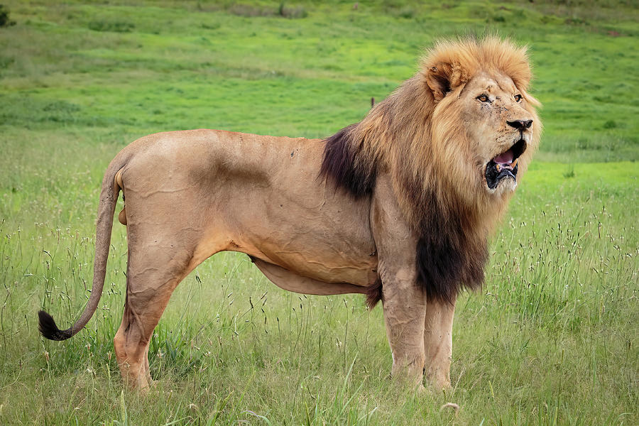 Lion Male #2 Photograph by Keith Carey