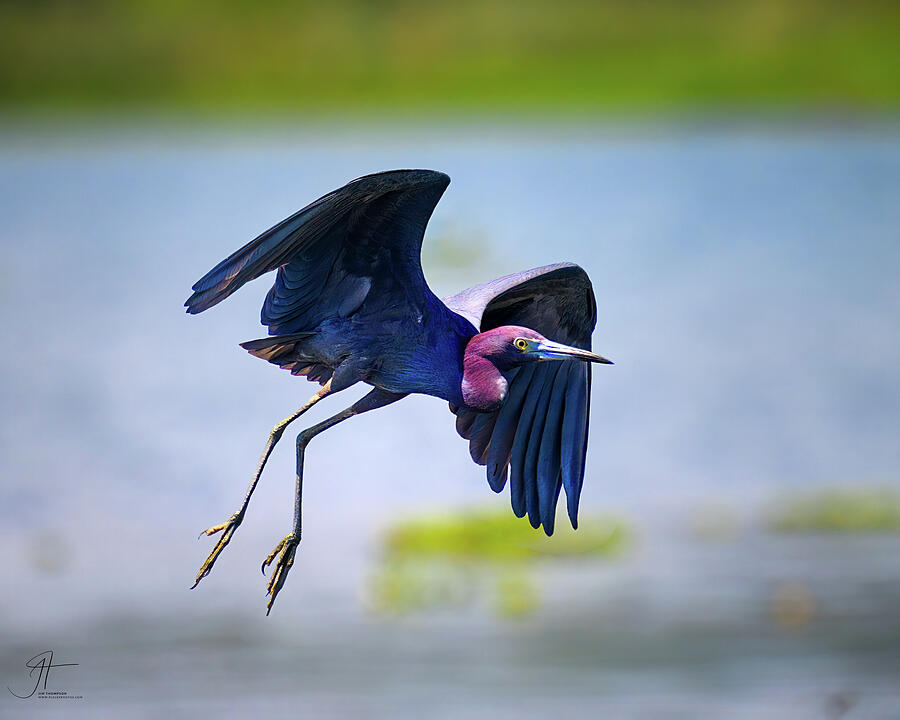 Wildlife Photograph - Little Blue Heron #3 by Jim Thompson Wildlife Photograph - Little Blue Heron #3 by Jim Thompson