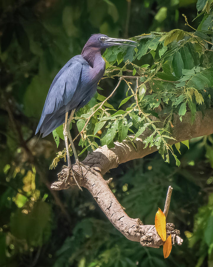 Little Blue Heron La Macarena Meta Colombia #2 Photograph by Adam Rainoff