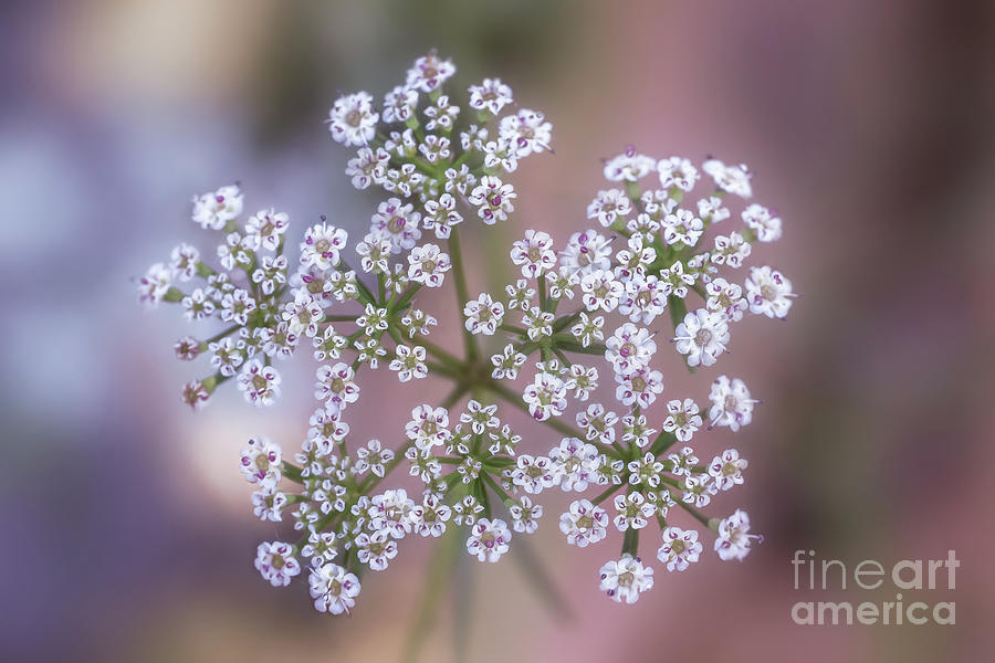 Little cute White Flowers On Pastel background #2 Photograph by Nilesh Bhange