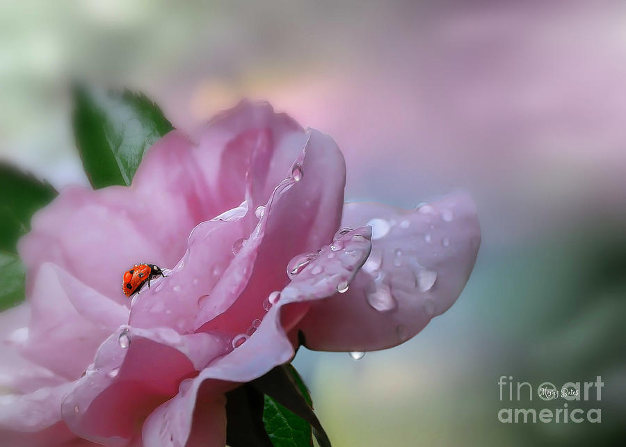 Little Ladybug #2 Mixed Media by Morag Bates