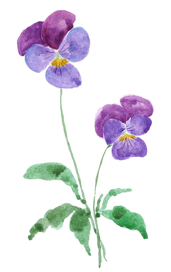 2 Little Purple Pansies Watercolour Painting by Color Color - Fine Art ...