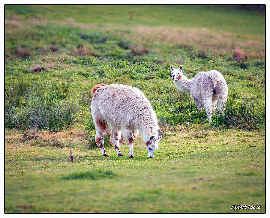 Llamas #2 Photograph by Ken Morris