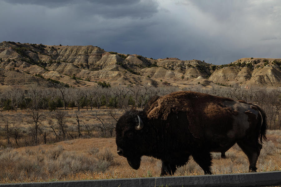 Lone buffalo at Theodore Roosevelt National Park in North Dakota #2 Photograph by Eldon McGraw