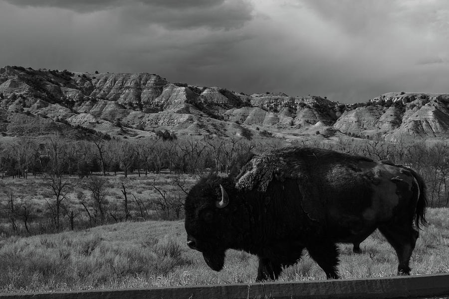 Lone buffalo at Theodore Roosevelt National Park in North Dakota in black and white #2 Photograph by Eldon McGraw