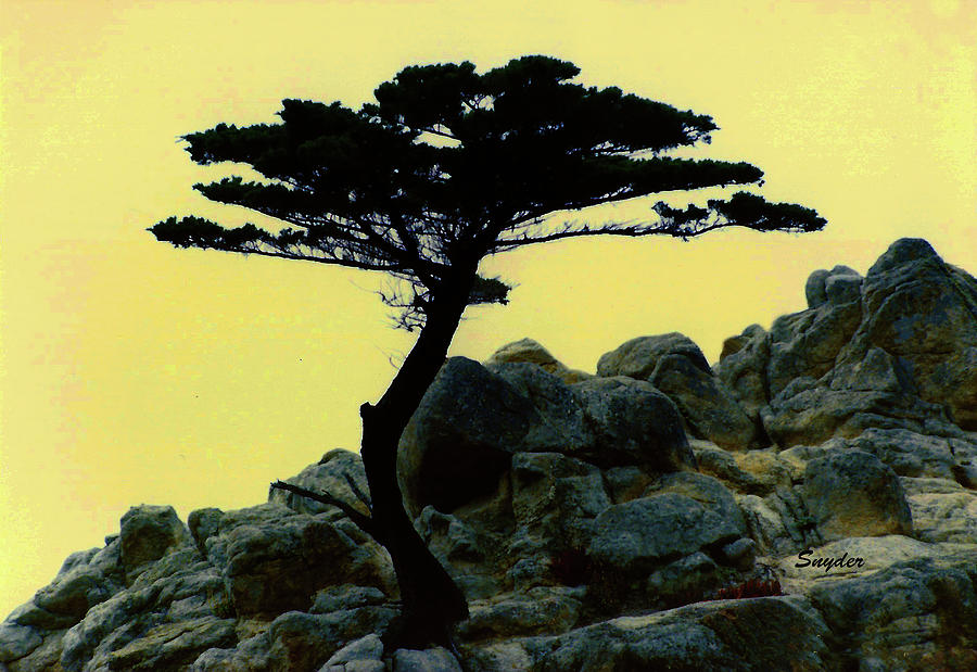 Lone Cypress Companion #1 Photograph by Barbara Snyder