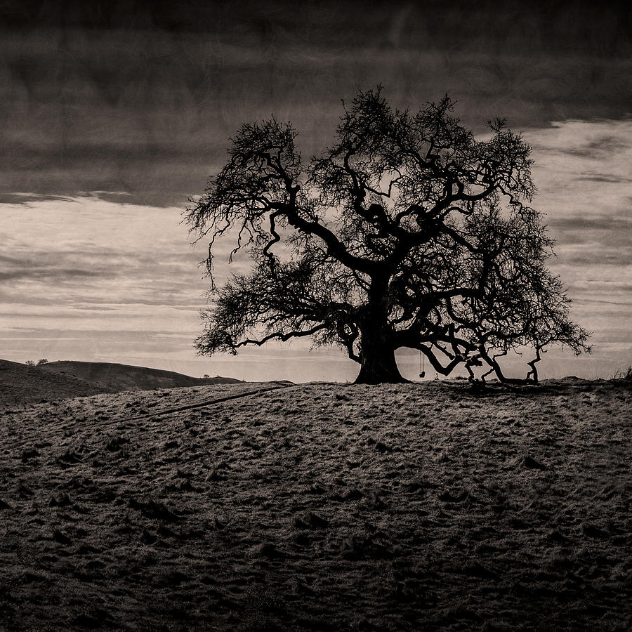 Lone oak tree on a hill Photograph by Alessandra RC