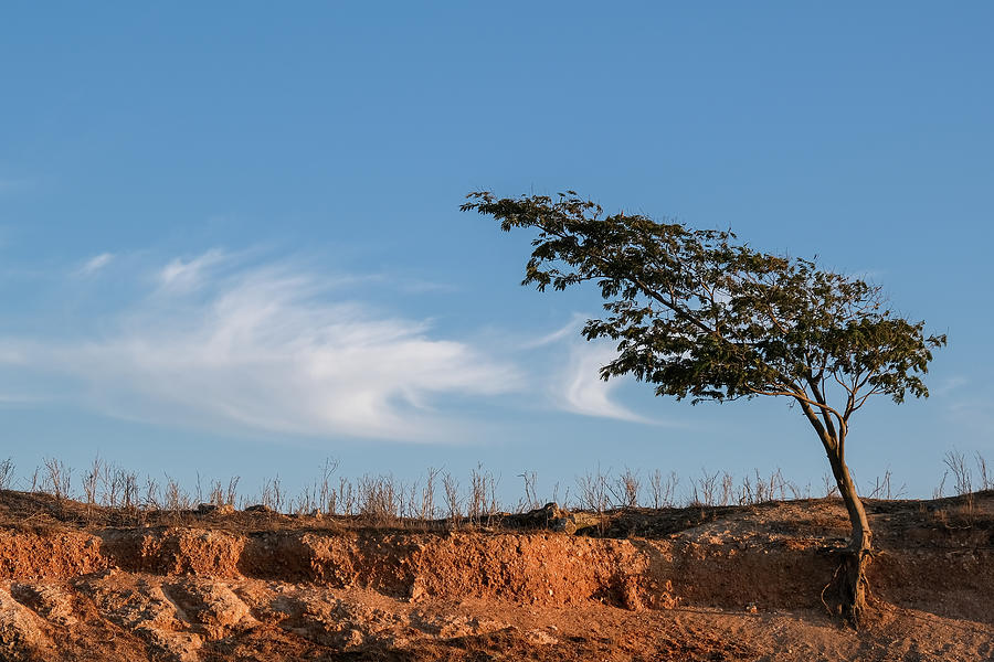 Lonely tree on a dry field against blue sky #3 Photograph by Michalakis Ppalis