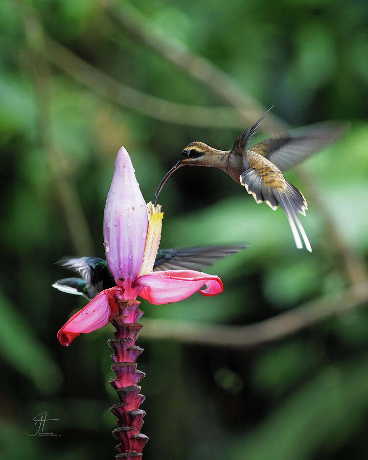Bird Photograph - Long-billed Hermit #1 by Jim Thompson Bird Photograph - Long-billed Hermit #1 by Jim Thompson