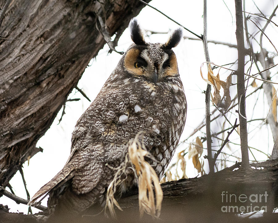 Long-eared Owl #2 Photograph by Dennis Hammer