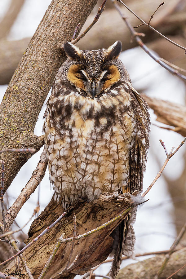 Long Eared Owl #2 Photograph by Paul Schultz