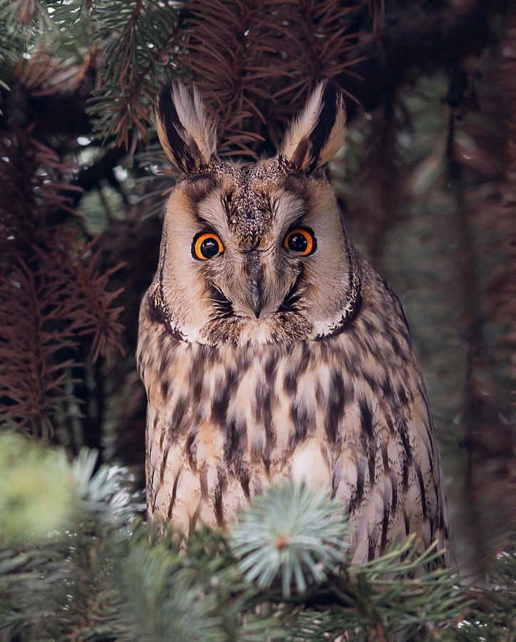 Long-eared owl Photograph by Puttaswamy Ravishankar