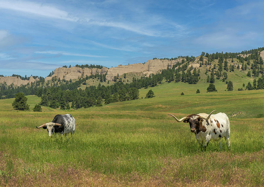 Longhorn Cattle in Nebraska #3 Photograph by Laura Hedien