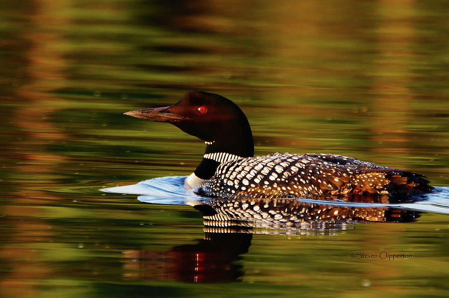 Loon #2 Photograph by Steven Clipperton