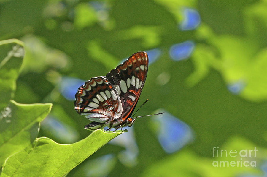 Lorquin's Admiral Photograph - Lorquins Admiral by Gary Wing Lorquin's Admiral Photograph - Lorquins Admiral by Gary Wing