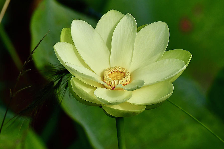 Lotus Blossom #2 Photograph by David Campione