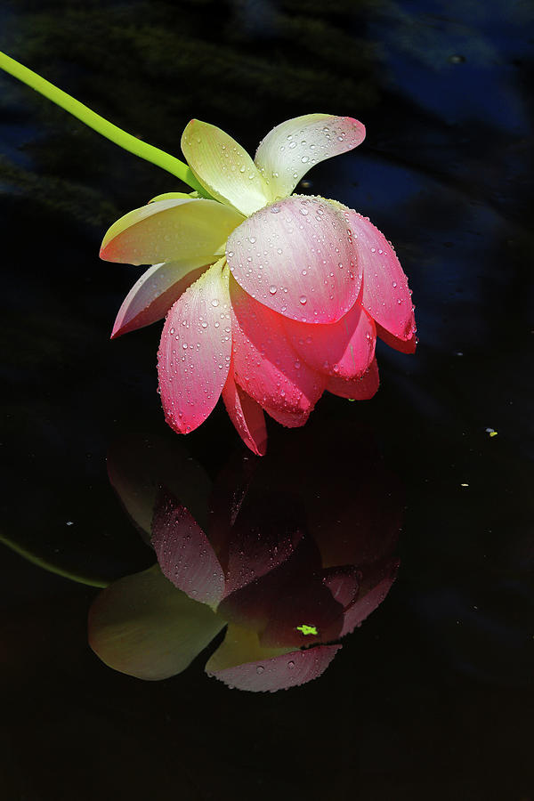 Lotus Flower Drooping in the Rain #2 Photograph by Shixing Wen