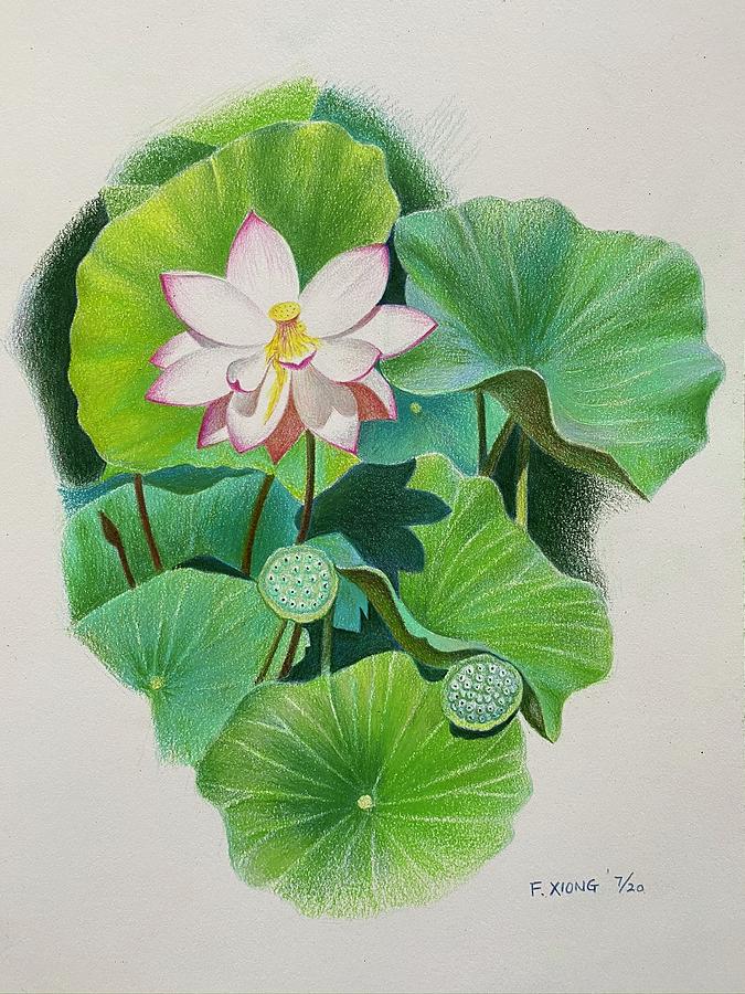 File:Drawing of lotus.jpg - Wikimedia Commons