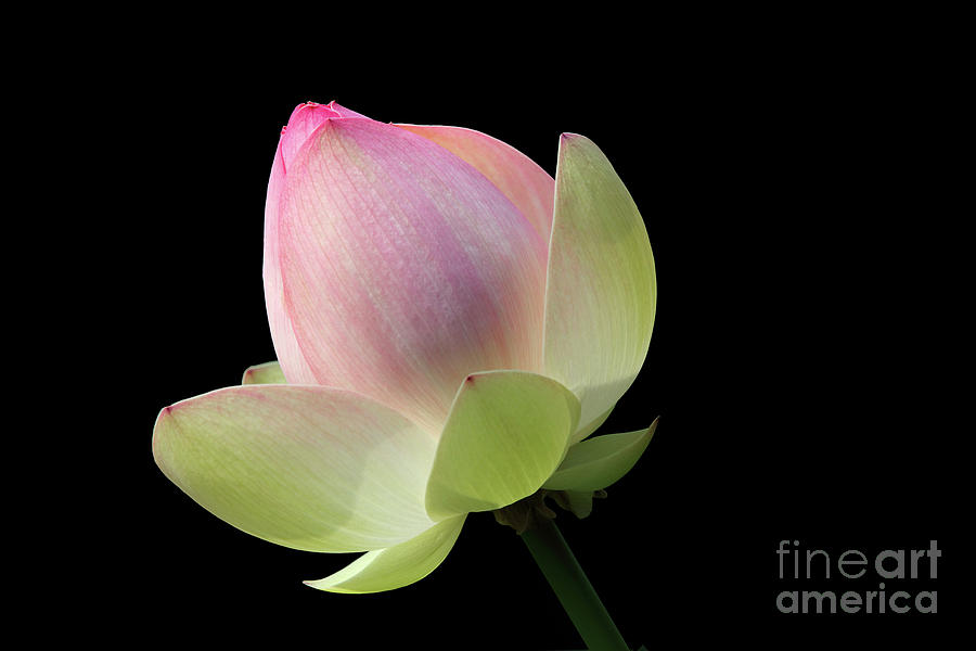 Lotus Flower #3 Photograph