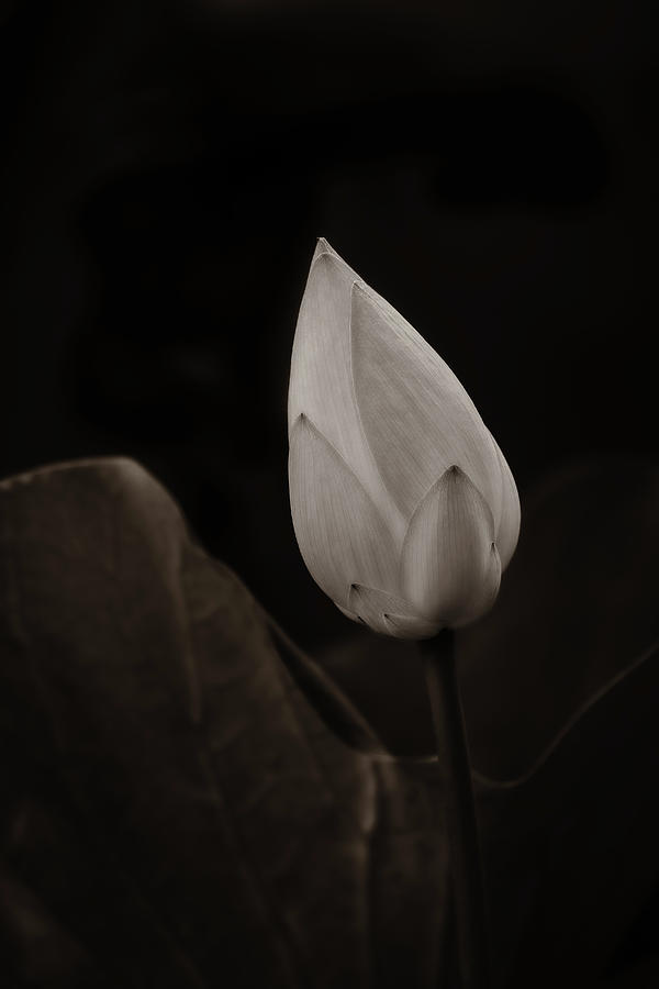 Lotus Flower #2 Photograph by Roger Mullenhour