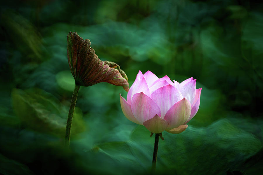 Lotus Flower Photograph by Subpong Ittitanakul - Fine Art America