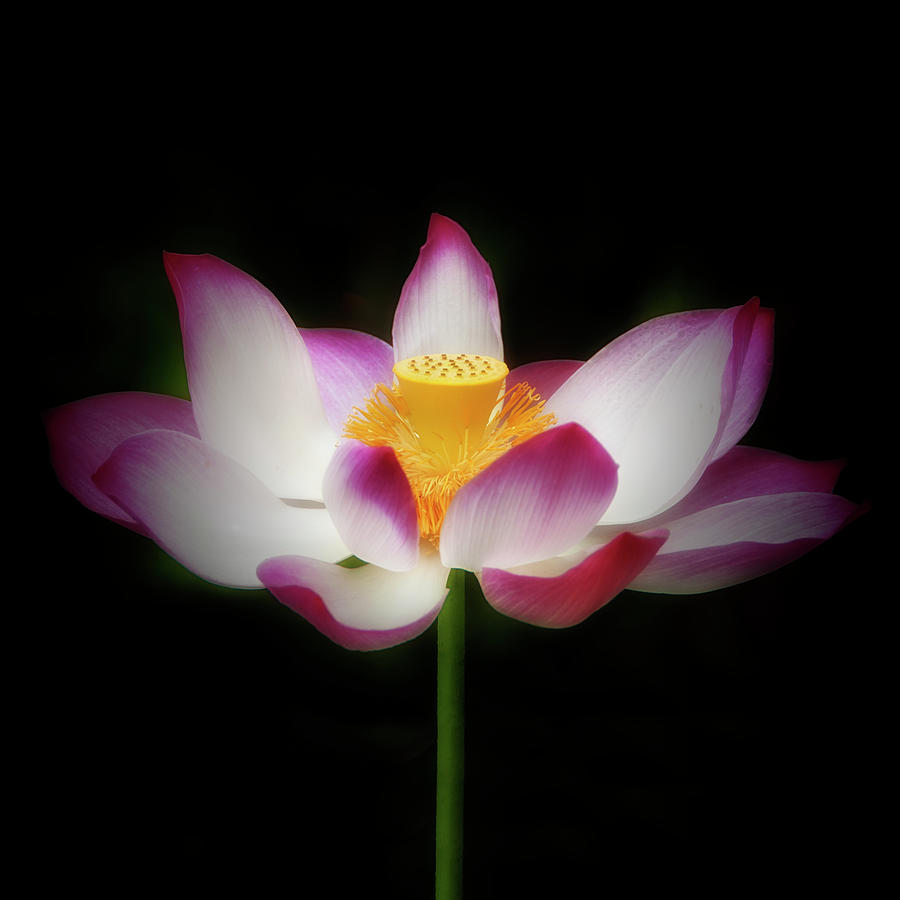 Lotus #3 Photograph by Louise Tanguay