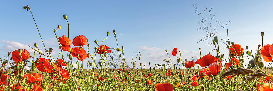 Lovely Poppy Field - panoramic view Photograph by Melanie Viola - Fine ...