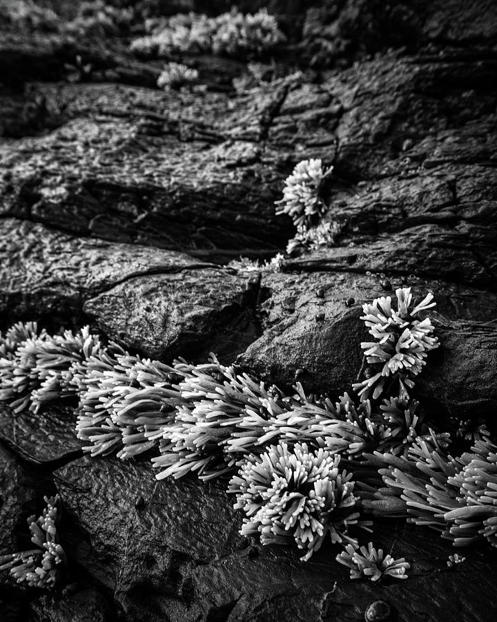 Low tide exposes green sea weed attached to dark rocks #2 Photograph by Mike Fusaro