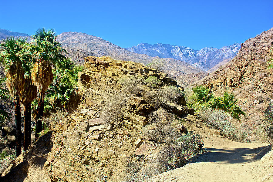 Lower Palm Canyon Trail in Indian Canyons near Palm Springs, California #2 Photograph by Ruth Hager